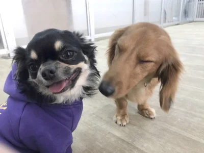 預かり