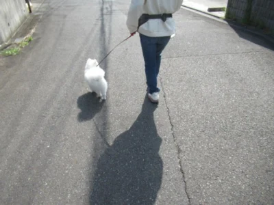 お散歩トレーニング